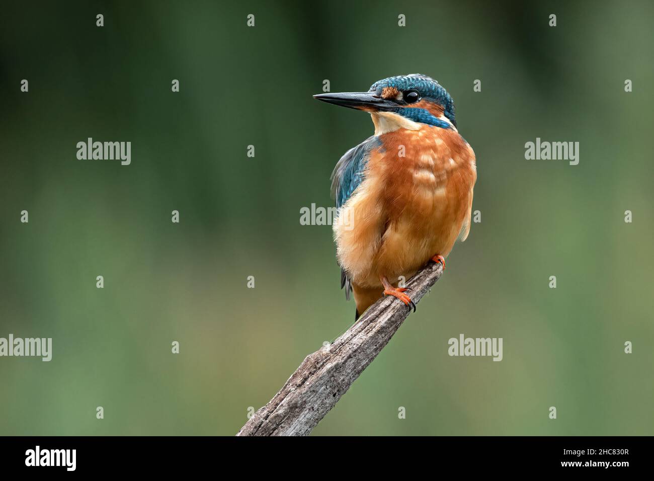 Un retrato de un hombre kingfisher está encaramado en una antigua rama mirando hacia el espacio negativo Foto de stock