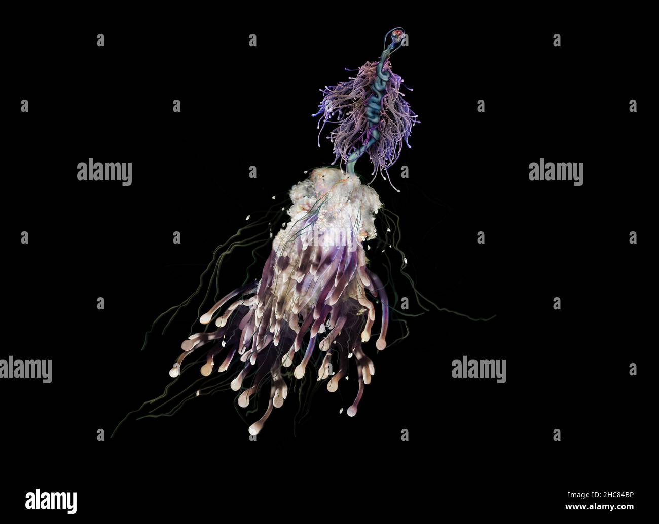 Monstruo de espaguetis volador, Bathyphysa conifera en el mar profundo Foto de stock