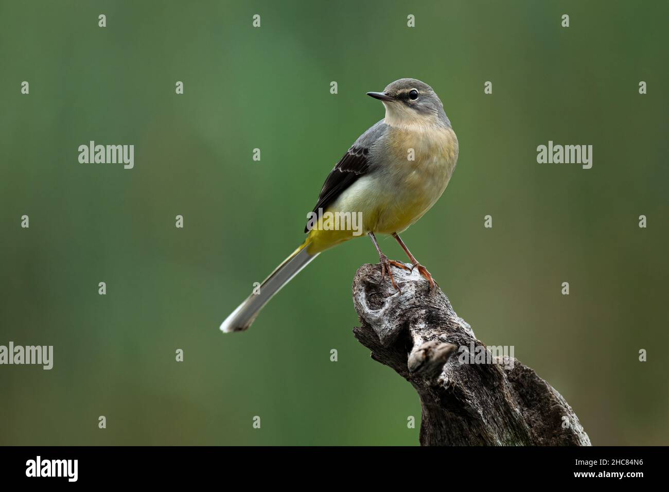 Una cola gris, Motacilla cinerea, encaramada en una rama mirando al espacio de copia Foto de stock