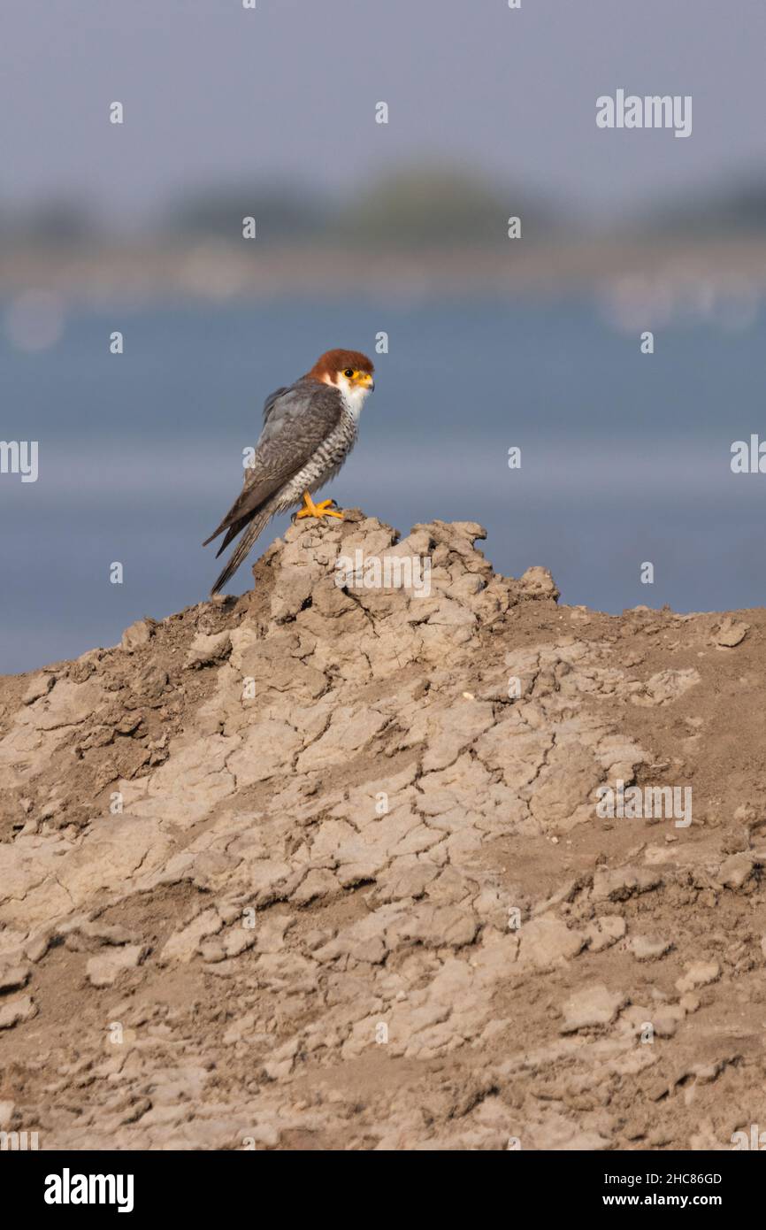 Halcón de cuello rojo (Falco chicquera) sentado en tierra seca cerca de un cuerpo de agua - Little Rann of Kutch, Gujarat, India Foto de stock