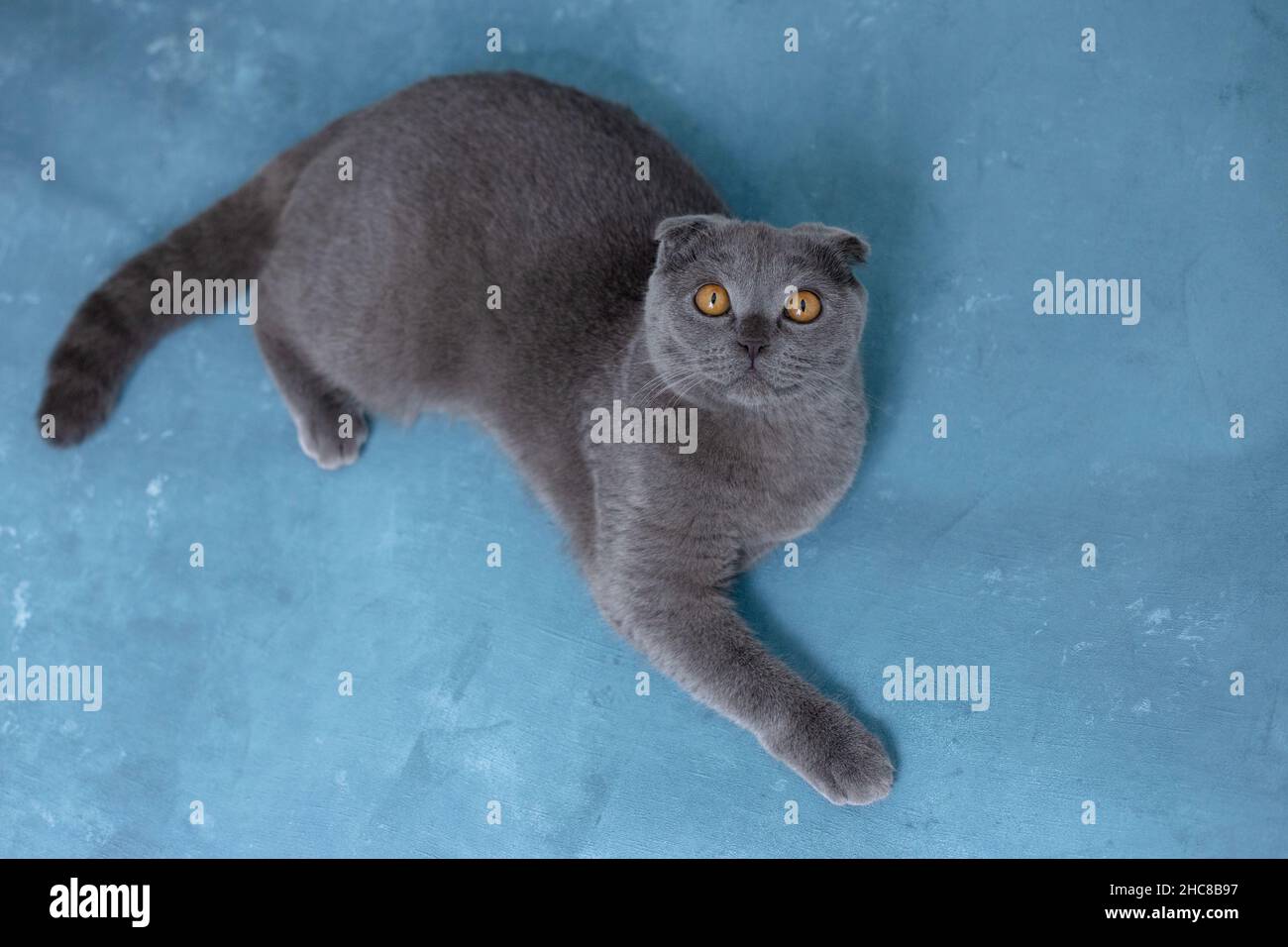 Pantera gris fotografías e imágenes de alta resolución - Alamy