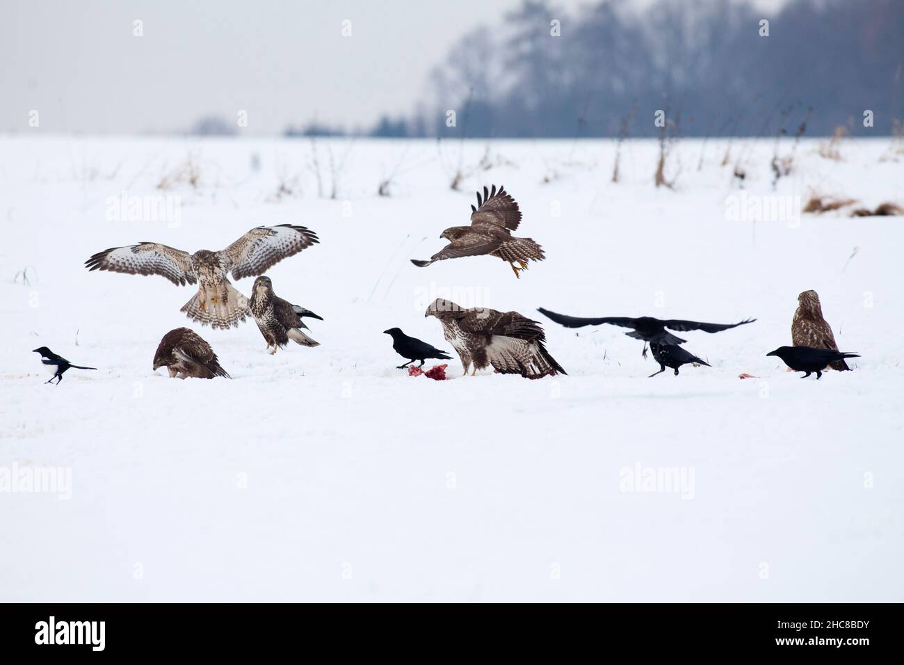 Buzzard común, (Buteo buteo), cuervos de carrión y Magpie, alimentándose en carrión, en campo nevado, en invierno, Baja Sajonia, Alemania Foto de stock