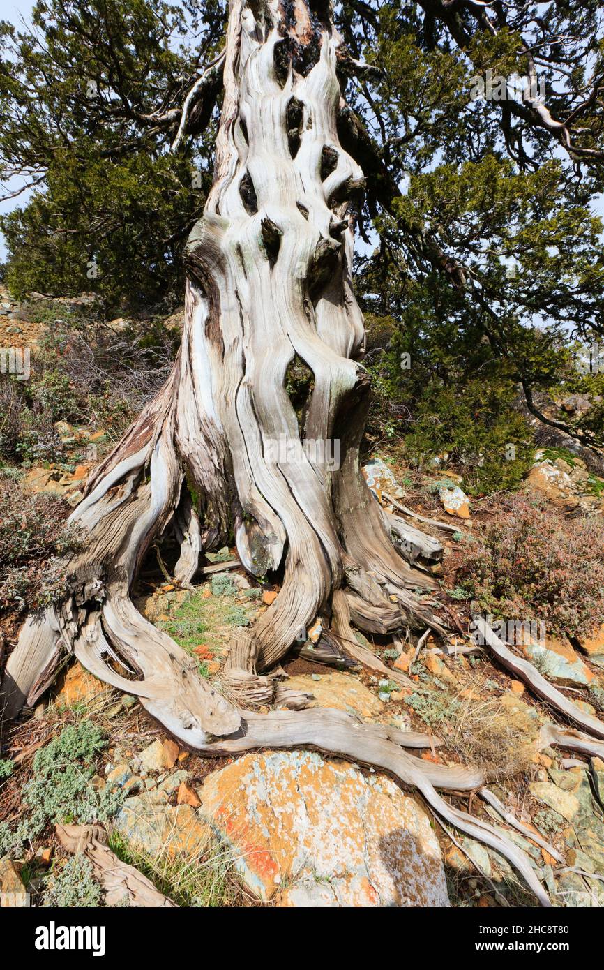 Pino negro, (Pinus nigra subsp. Pallasiana) antiguo tallo de árbol, en la zona montañosa de Troodos, endémica de Chipre, Mediterráneo oriental Foto de stock