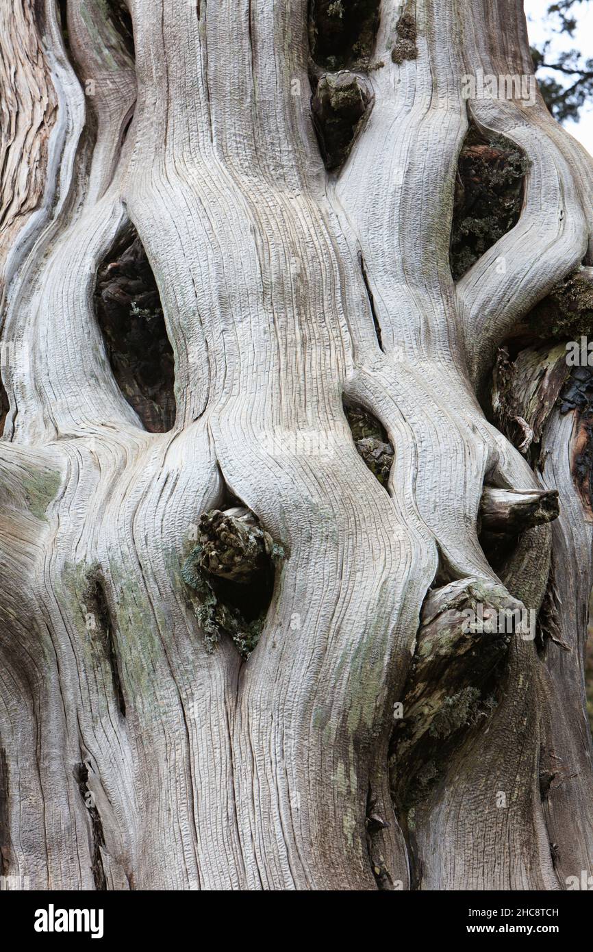 Pino negro, (Pinus nigra subsp. Pallasiana) antiguo tallo de árbol, en la zona montañosa de Troodos, endémica de Chipre, Mediterráneo oriental Foto de stock