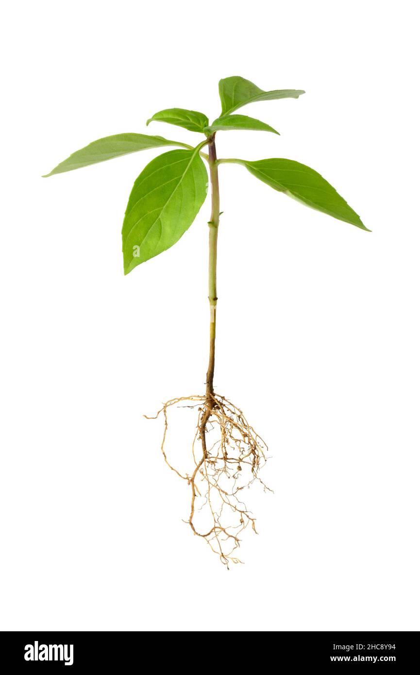 planta de albahaca joven con raíces, hierbas culinarias sanas aisladas sobre fondo blanco, vista de primer plano Foto de stock