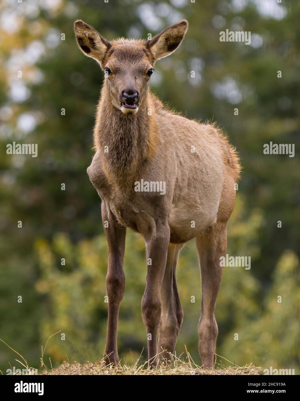 Vista de primer plano de los animales jóvenes de Elk mirando la cámara con un fondo borroso en su entorno y hábitat circundante. Foto de stock
