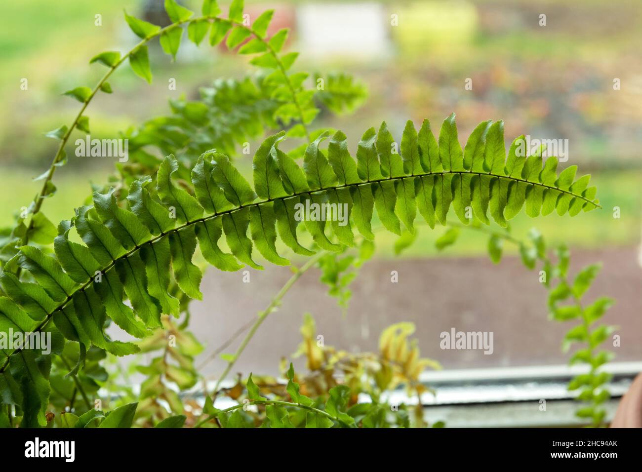 Hojas verdes de helecho doméstico delante de la ventana Foto de stock