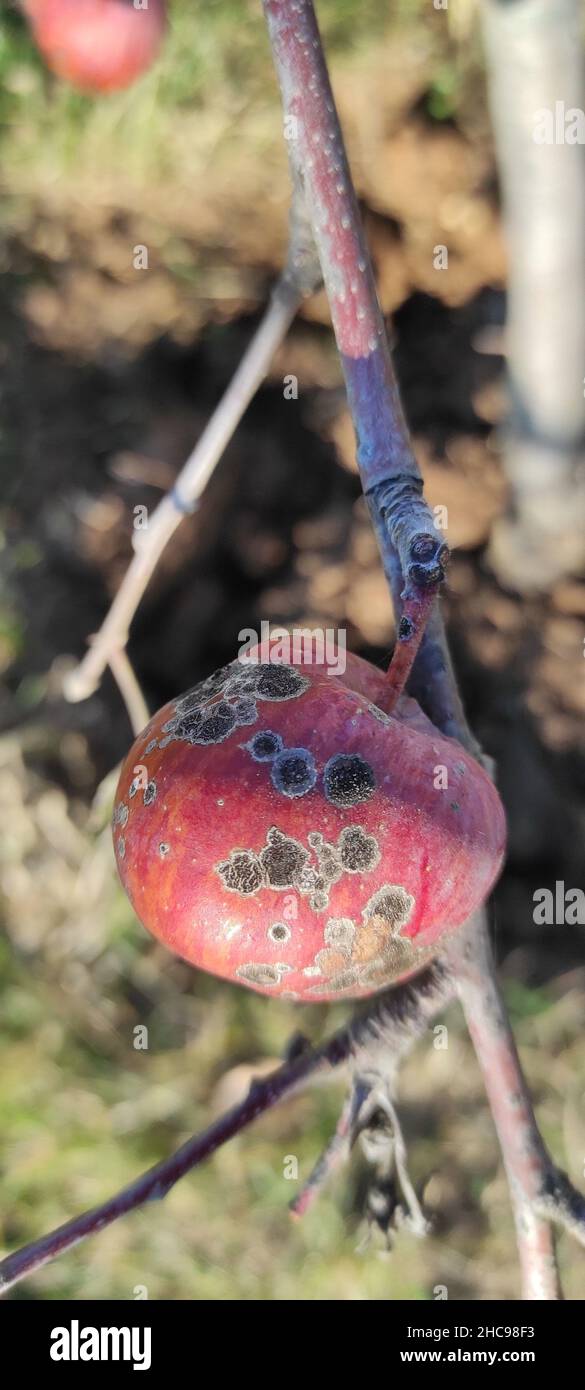 Primer plano de una manzana en un árbol azotado por una enfermedad Foto de stock