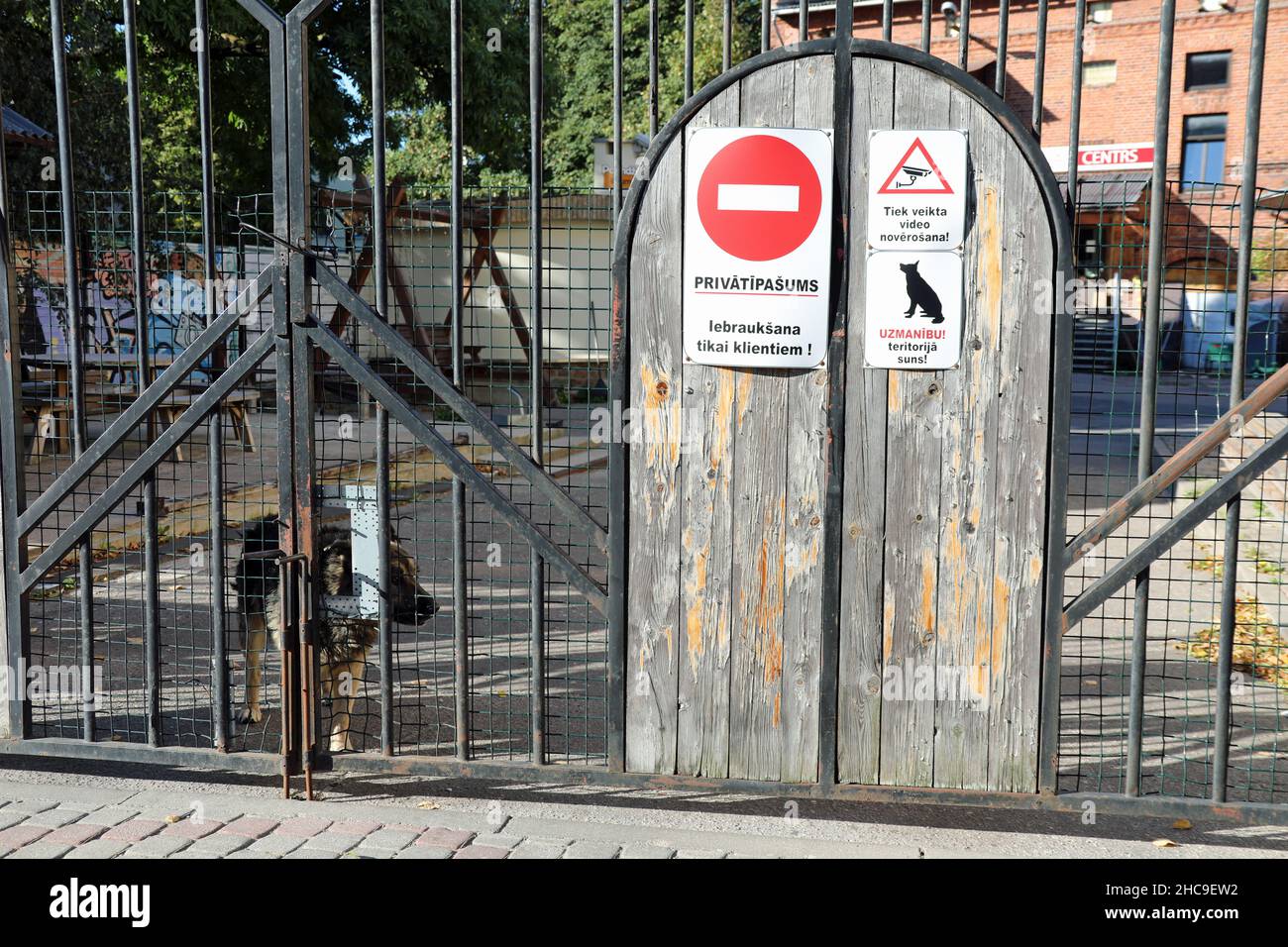 German Shepherd perro guarda locales comerciales en Letonia Foto de stock