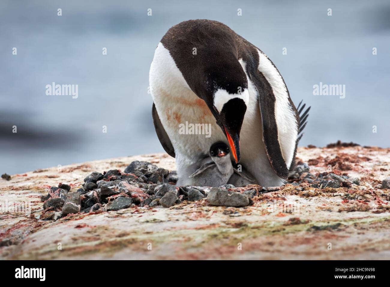 Adorable pingüino bebé fotografías e imágenes de alta resolución - Alamy