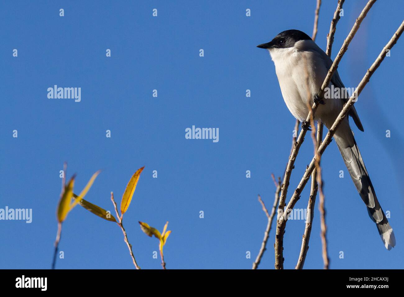 Un magpie con alas de Azure (Cyanopica cyanus) en árboles en el parque Izumi no Mori, Kanagawa, Japón. Foto de stock