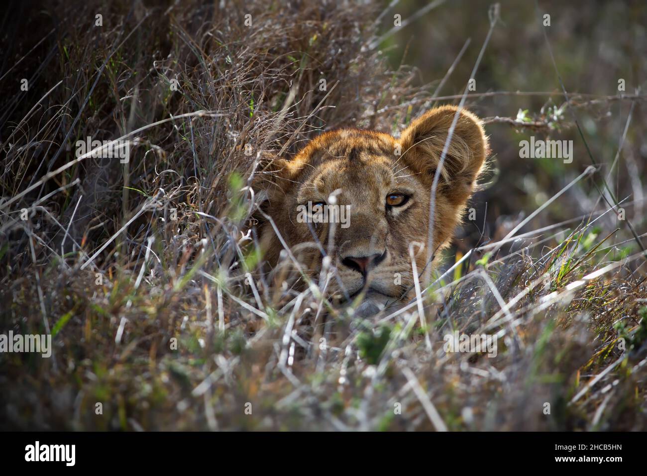 Cabeza de león sin hombre visible a través de ramitas en Tanzania Foto de stock