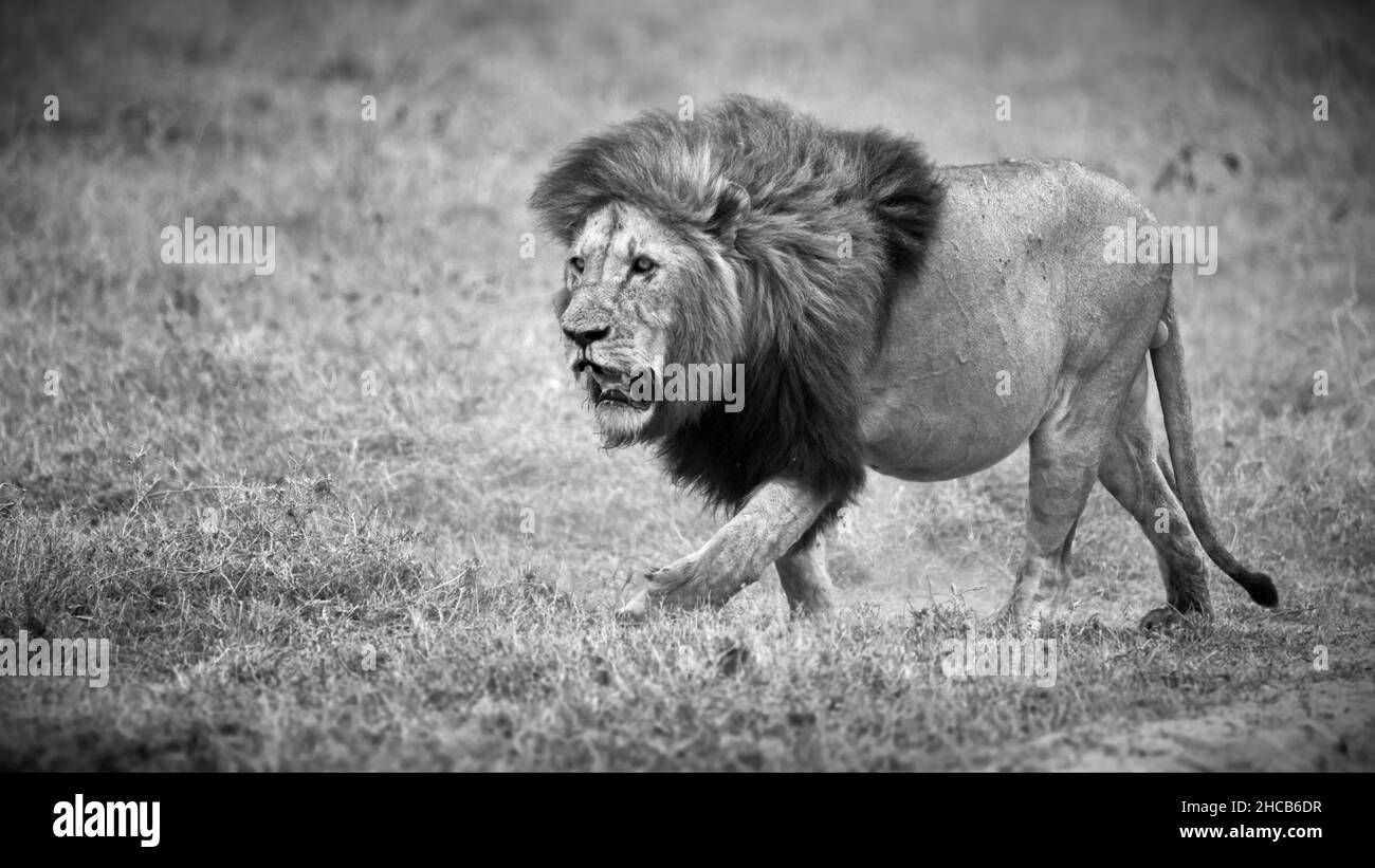 Escala de grises de un león capturado en Tanzania Foto de stock