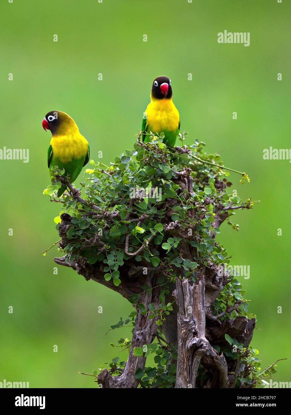 Disparo vertical de aves de colores en un bosque de Tanzania Foto de stock