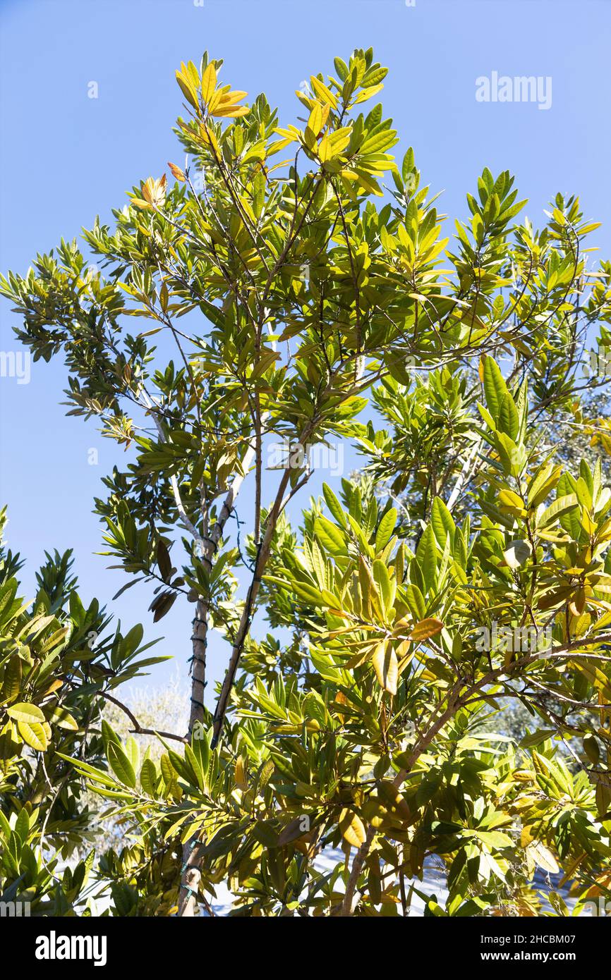 árbol de pimienta de jamaica fotografías e imágenes de alta resolución -  Alamy