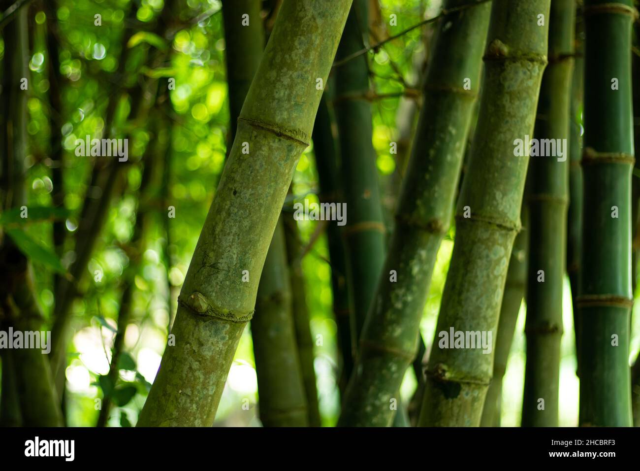 El bambú es una planta leñosa con un tallo hueco que pertenece a la familia de las gramíneas. Green RAW Bamboo es una herramienta de integración e implementación continua que se vincula automáticamente Foto de stock