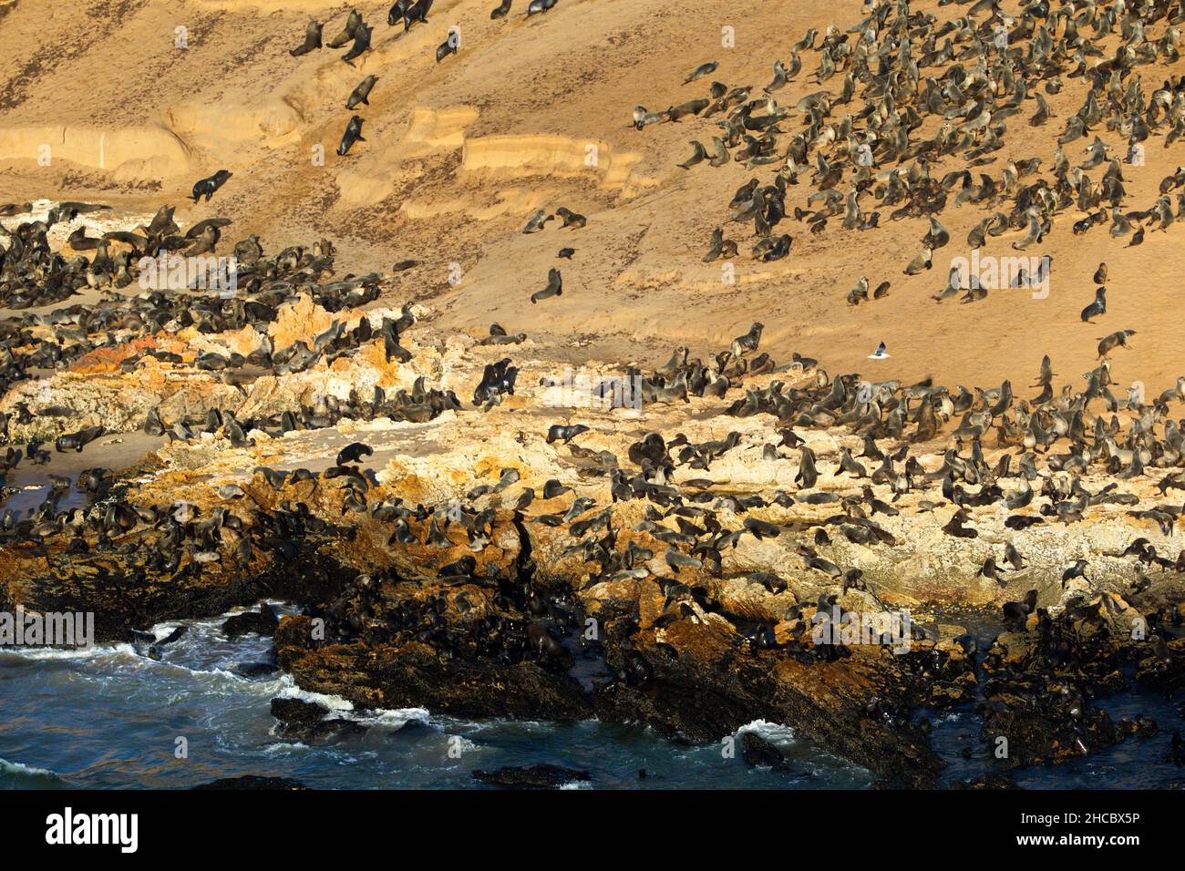 Hermosa foto de focas peleteras marrones en una costa de Namibia Foto de stock
