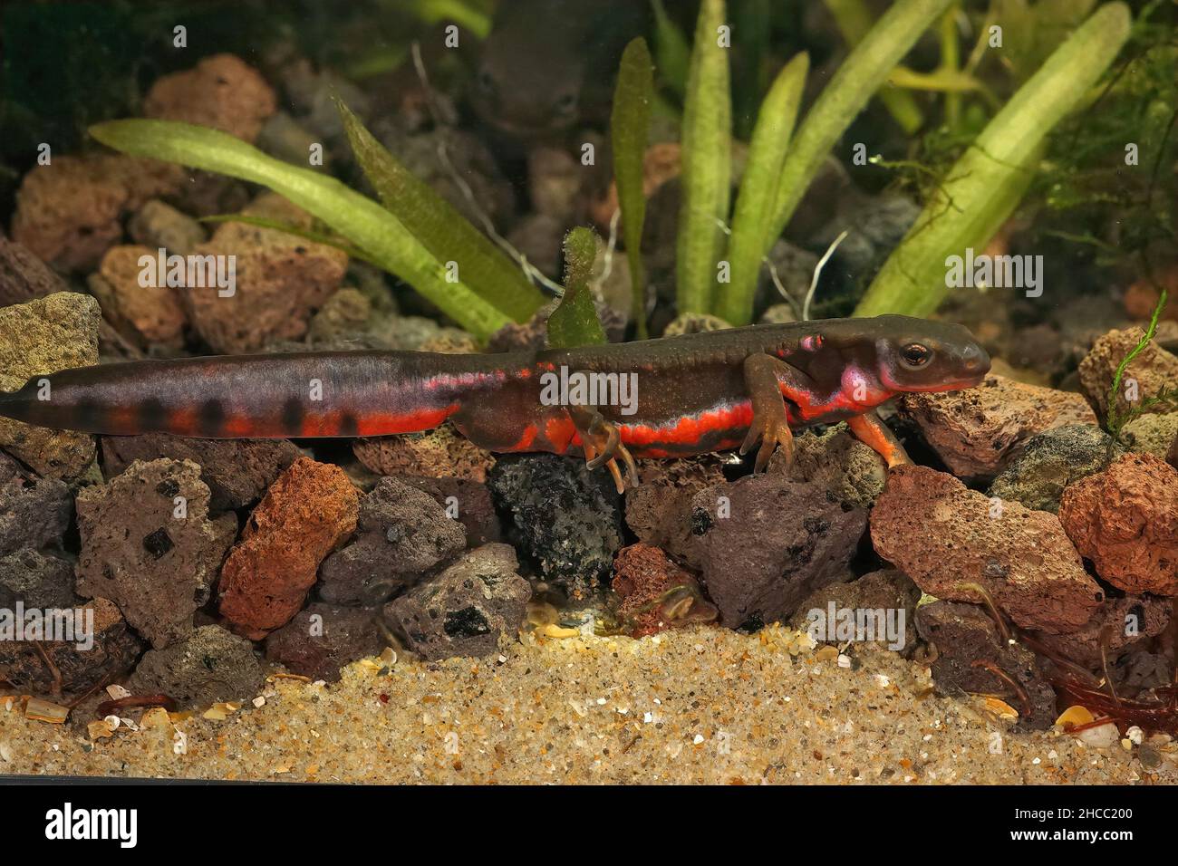 Primer plano de un colorido acuático, japonés masculino firebelied newt, Cynops pyrrrhogaster en colores de reproducción, bajo el agua Foto de stock