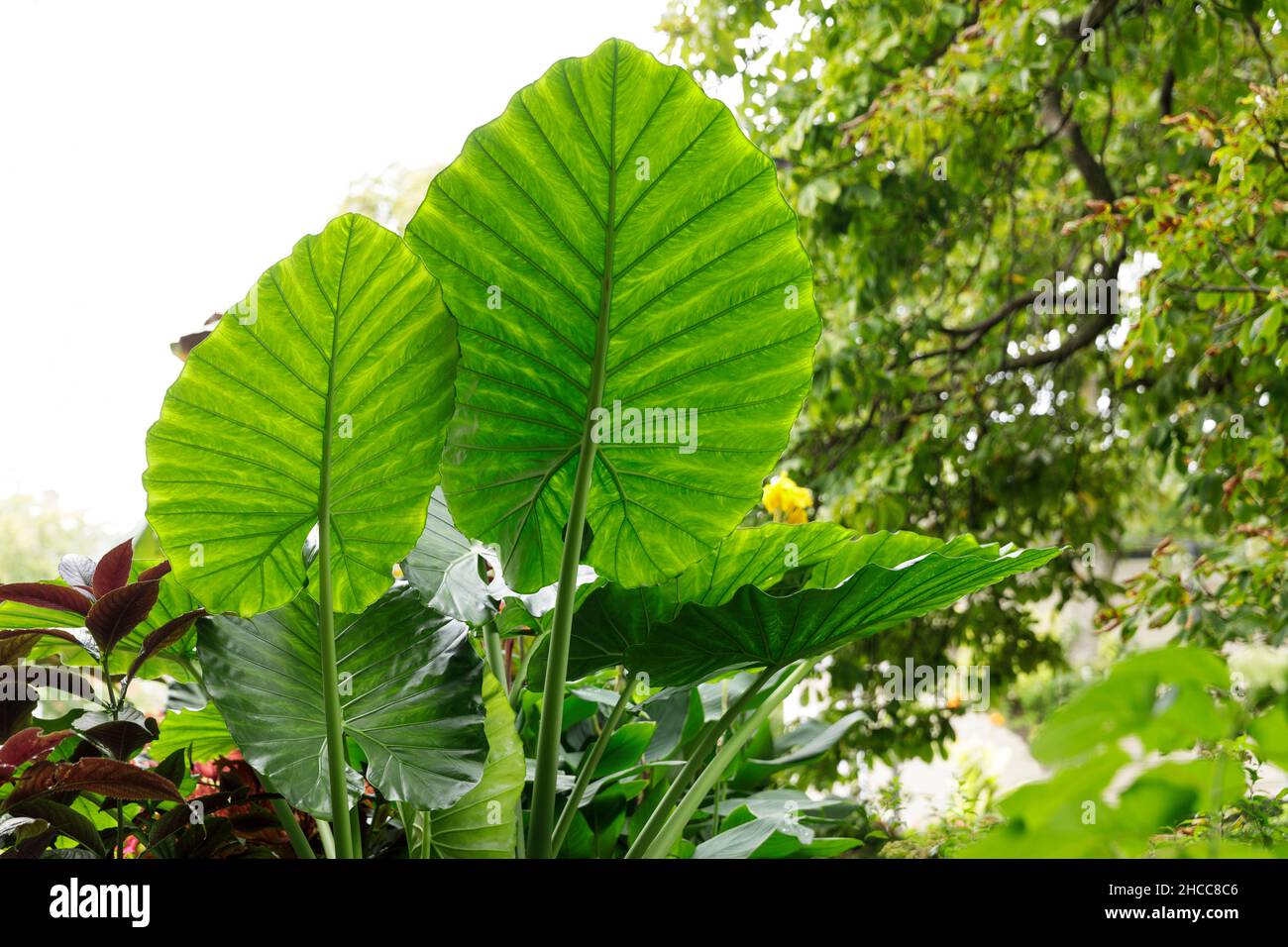 Hojas grandes plantas fotografías e imágenes de alta resolución - Alamy