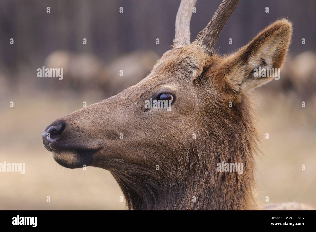Disparo selectivo de ciervo con cuernos Foto de stock