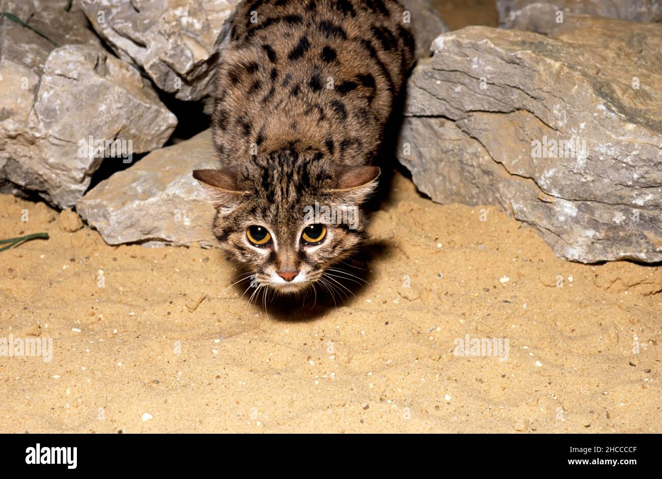 Gato de patas negras (gato de manchas pequeñas) buscando presa. Felis nigripes. Foto de stock