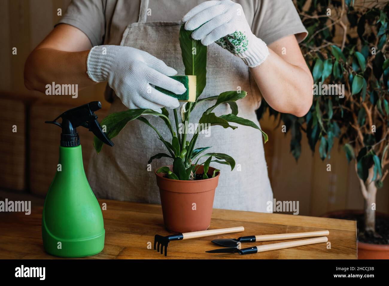Cuidado de plantas de limpieza de primavera, plantas interiores despertando  para la primavera. Las manos femeninas pulverizan y lavan las hojas de las  plantas de la casa de Spaciphyllum en casa. Jardín