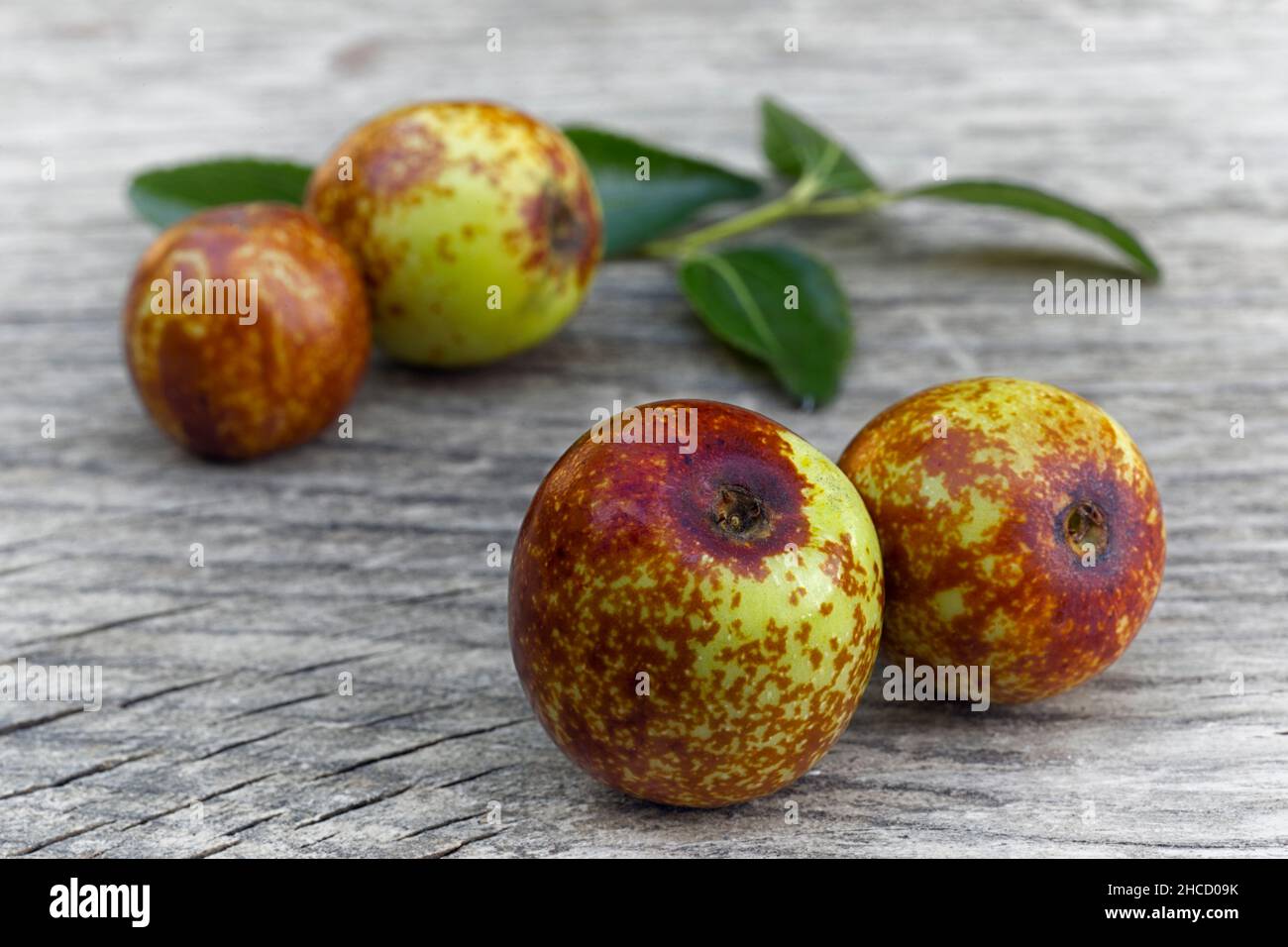 Frutos de jujube (Ziziphus zizyphus ). La fruta sana limpia la sangre, contiene vitamina C. Foto de stock