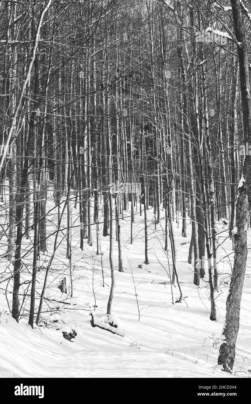 Escala de grises de un árbol seco cubierto de nieve en un bosque nevado en el invierno en Eslovaquia Foto de stock