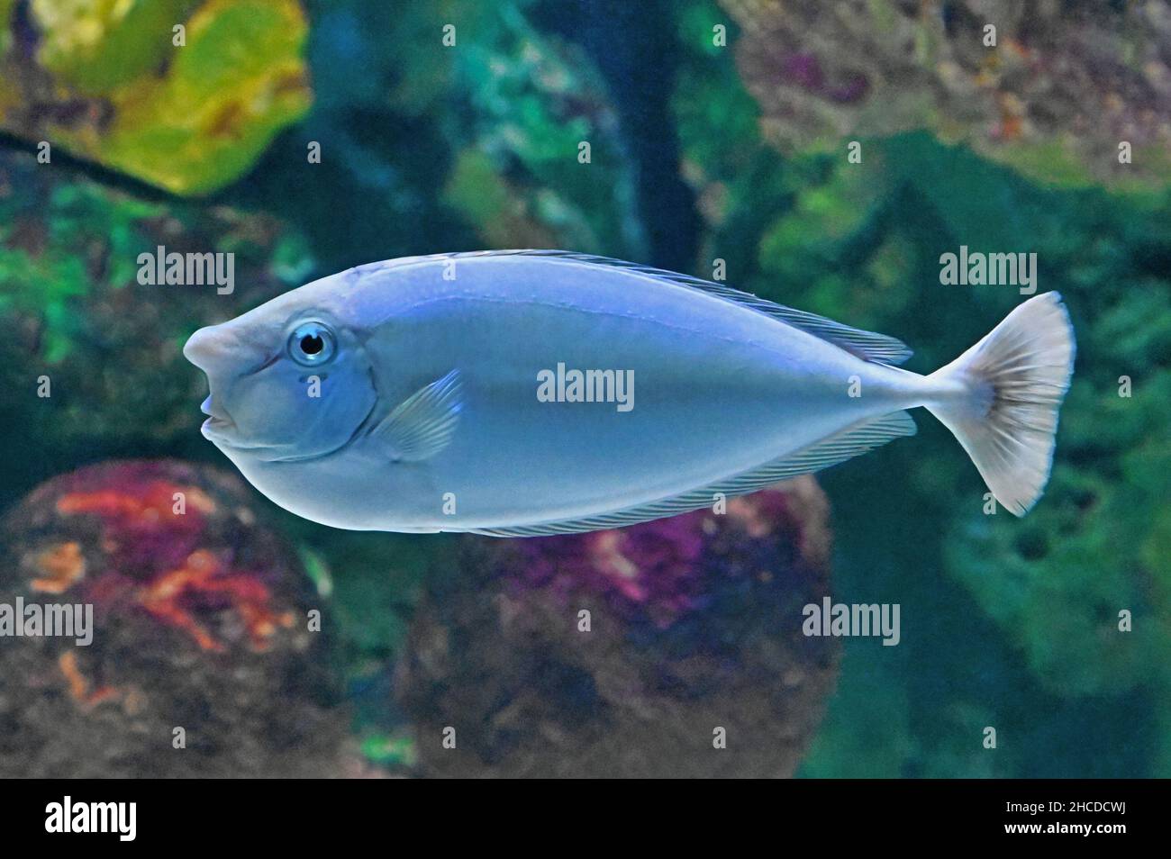 Bignose Unicornfish, natación azul frente a rocas de colores Foto de stock