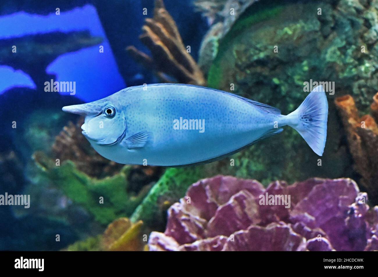 Pez Unicornio Manchado, Natación Azul frente a Rocas Coloridas Foto de stock