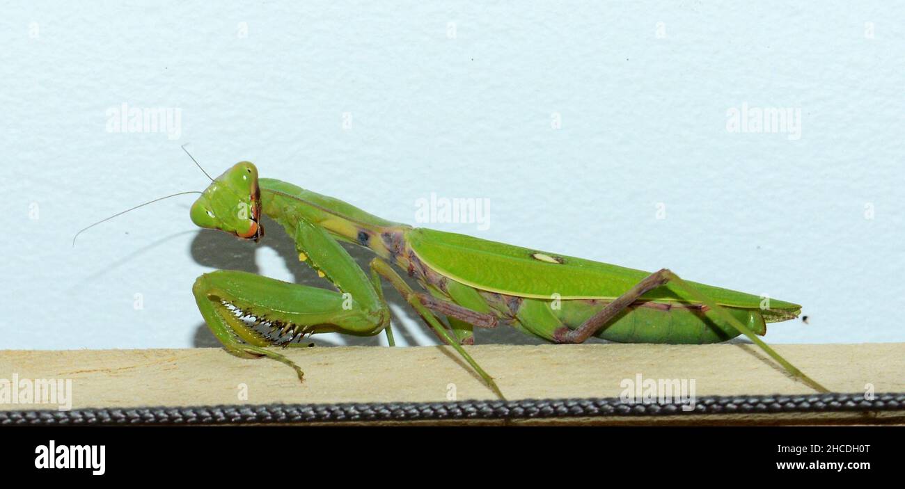 un primer plano de una mantis curiosa que ora. Foto de stock