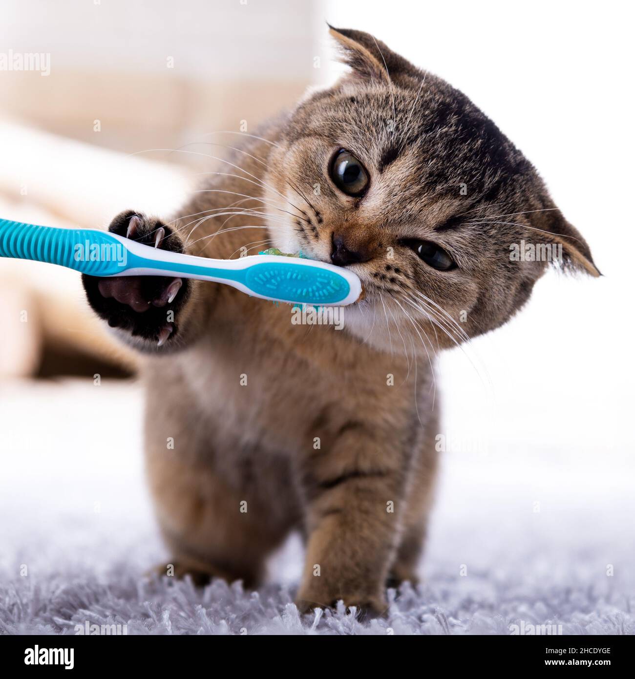 Hermoso gatito y un cepillo de dientes. Dientes de cepillado Cat Fotografía  de stock - Alamy