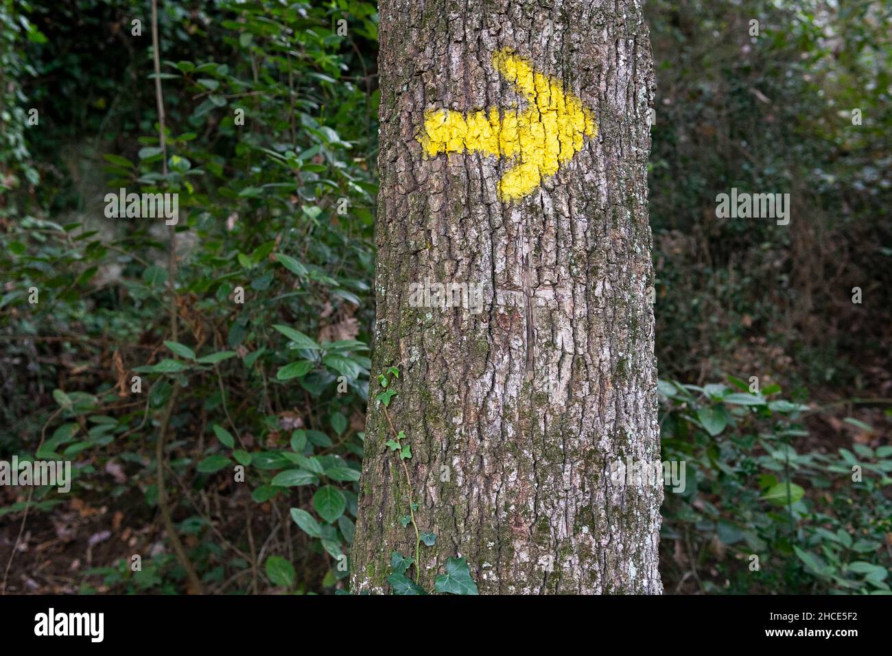 Puntero de flecha pintado en amarillo que muestra la dirección en el grueso tronco de árbol que crece en el bosque con plantas verdes en el día de verano en la naturaleza Foto de stock