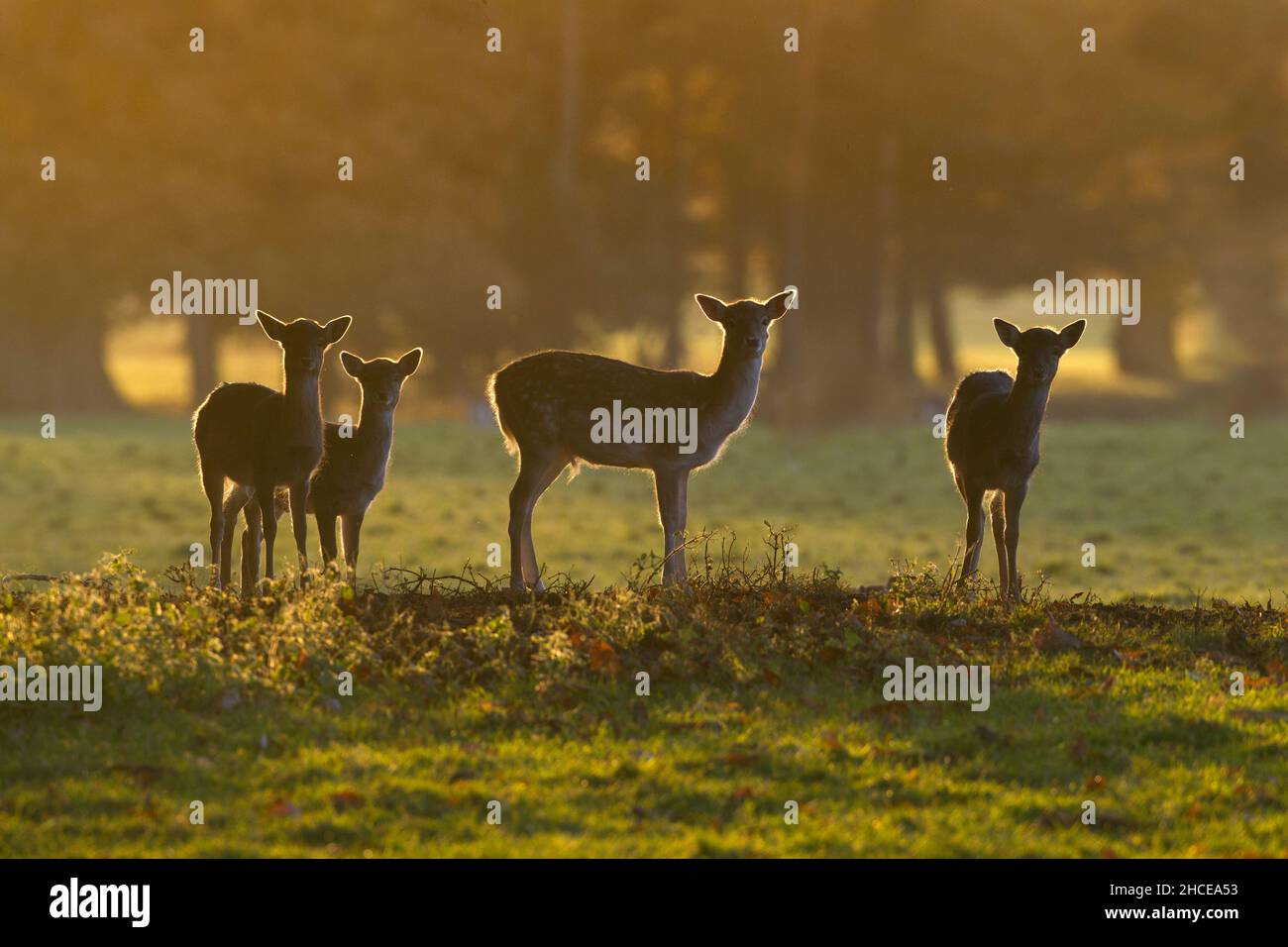 Gamo Cervus dama manada y sunrise durante el otoño de rutina en Holkham Hall Norfolk Foto de stock