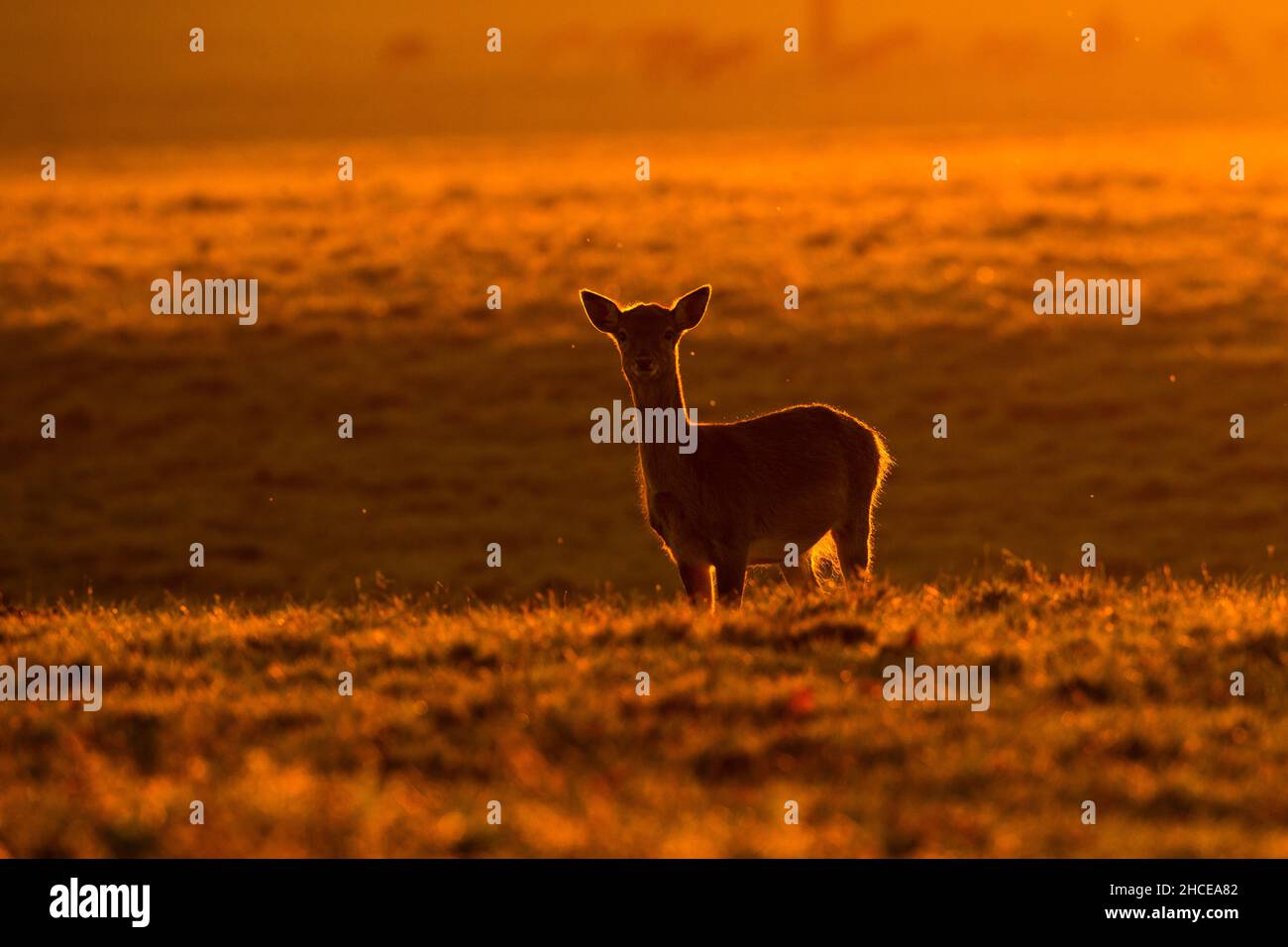 Gamo Cervus dama manada y sunrise durante el otoño de rutina en Holkham Hall Norfolk Foto de stock