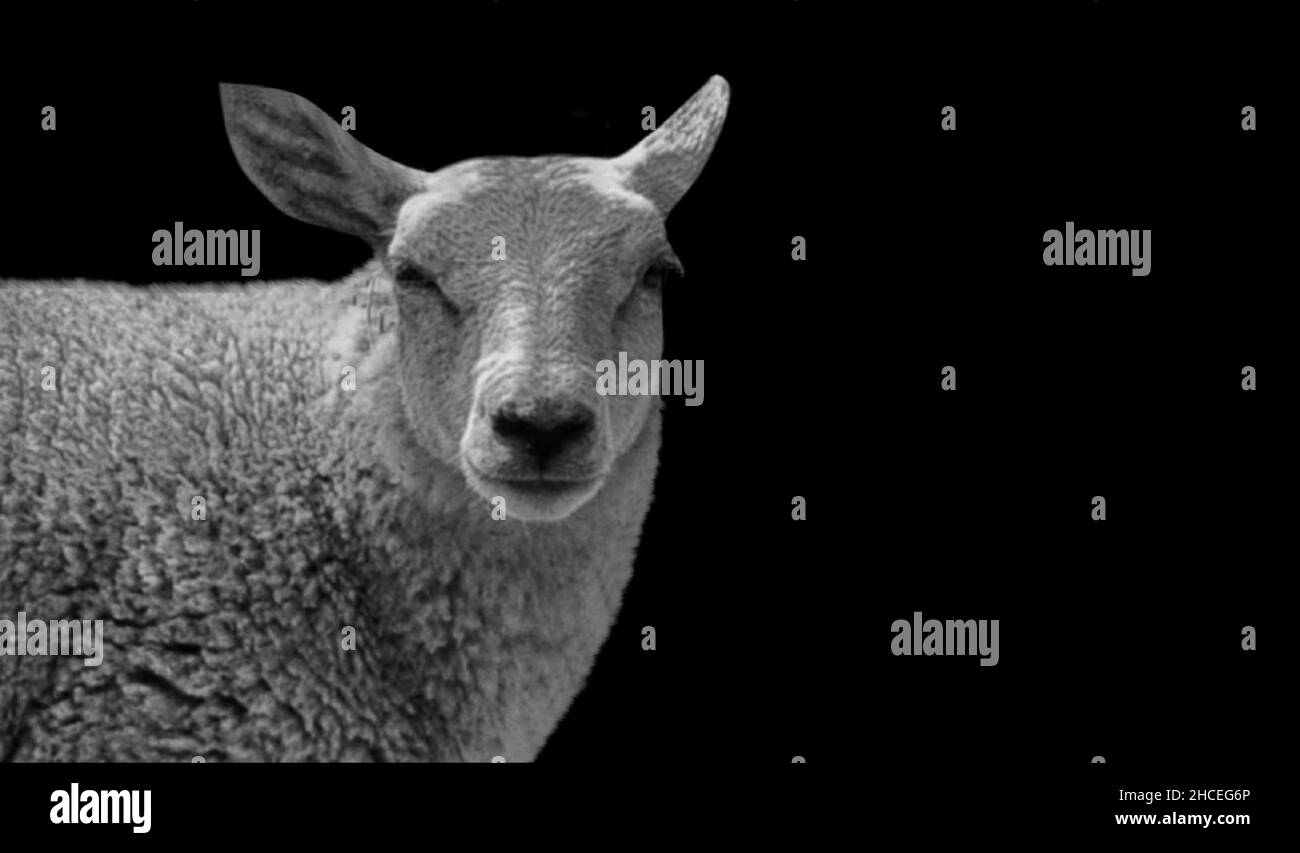 Cara de oveja negra y blanca en el fondo oscuro Foto de stock