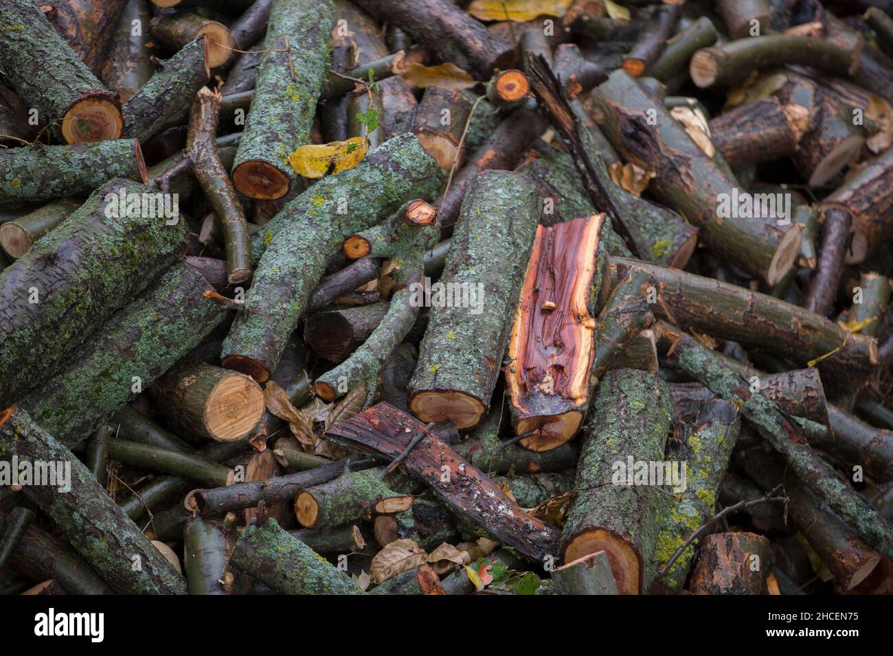 Preparación de leña para el invierno. leña antecedentes, las pilas de leña en el bosque. Pila de leña. Foto de stock