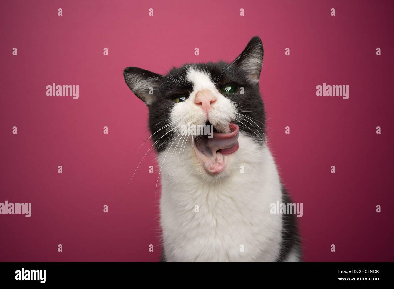 Animal sin dientes fotografías e imágenes de alta resolución - Alamy