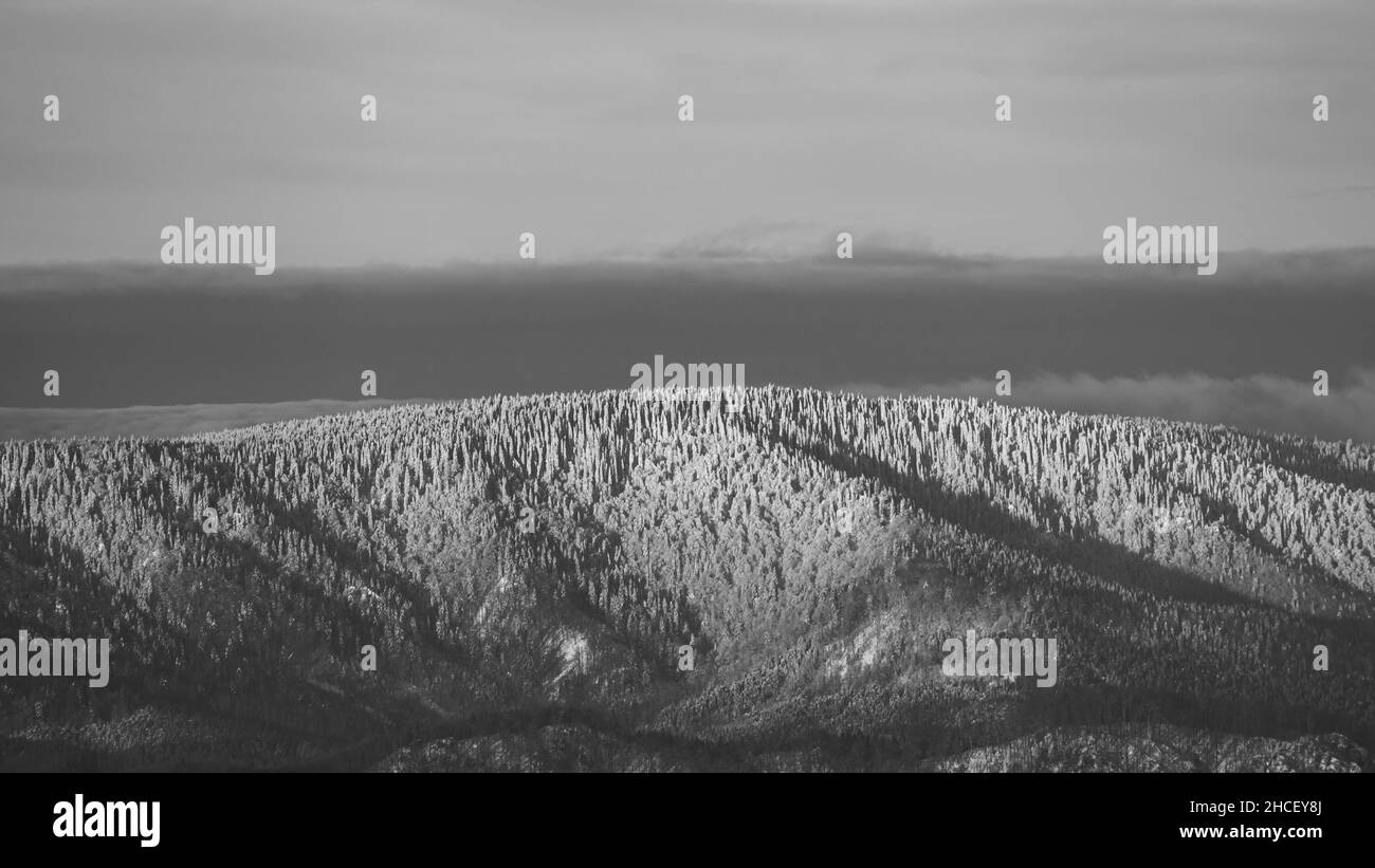 Vista panorámica en escala de grises de un denso bosque que cubre una montaña en Eslovaquia Foto de stock