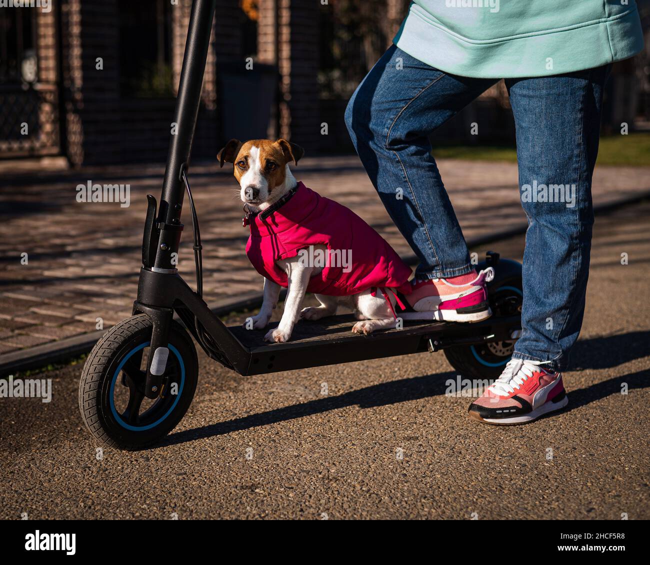 Una mujer monta un scooter eléctrico en un pueblo rural con un perro Jack  Russell Terrier Fotografía de stock - Alamy