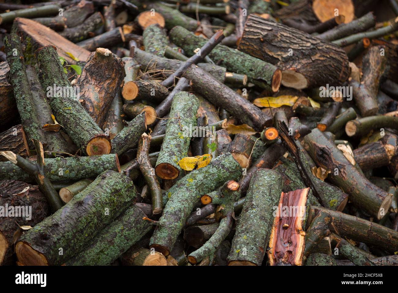 Preparación de leña para el invierno. leña antecedentes, las pilas de leña en el bosque. Pila de leña. Foto de stock