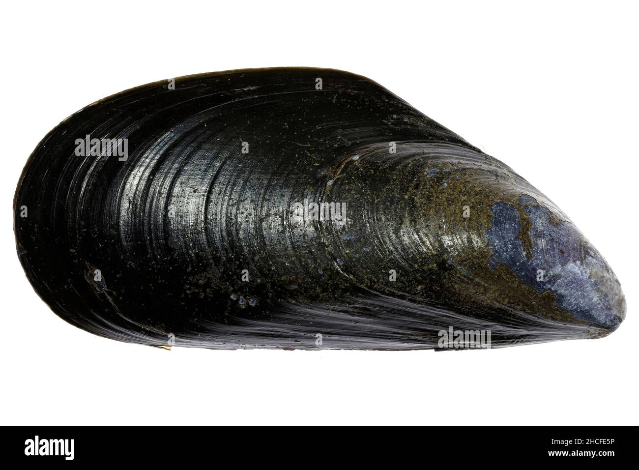 Mejillón azul (Mytilus edulis) de la costa holandesa del Mar del Norte aislado sobre fondo blanco Foto de stock