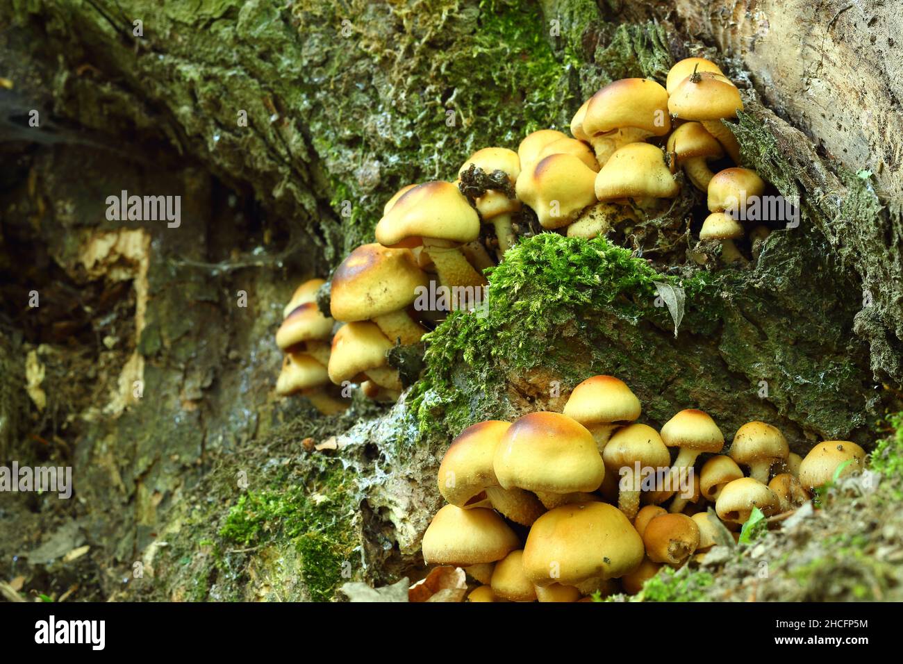 Muchos hongos arbóreos marrones cultivados en el bosque en otoño Foto de stock