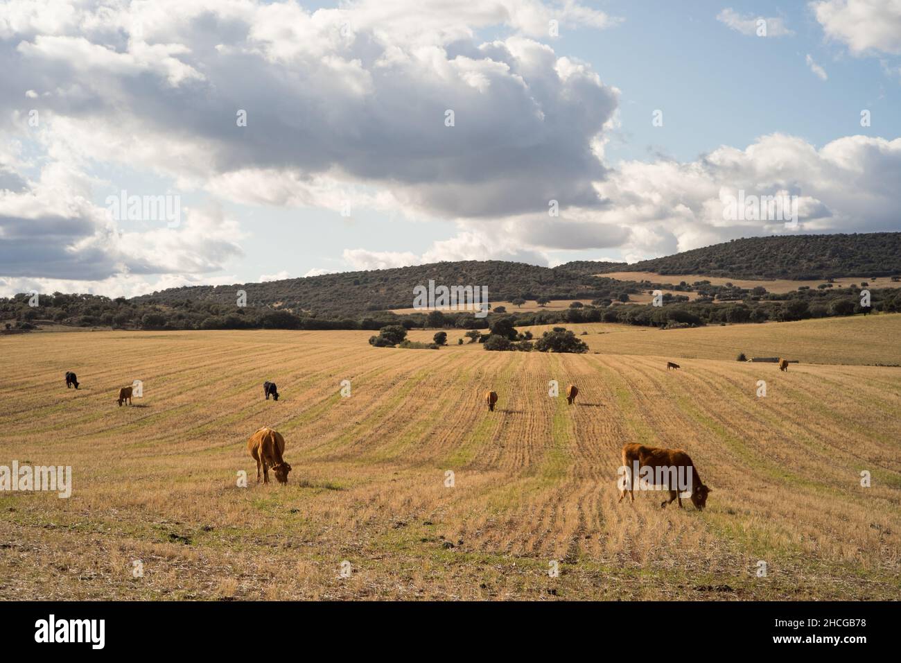 Vacas pardas que pastan en un campo de pasto seco en la región de la Mancha, en la colina baja de España Foto de stock