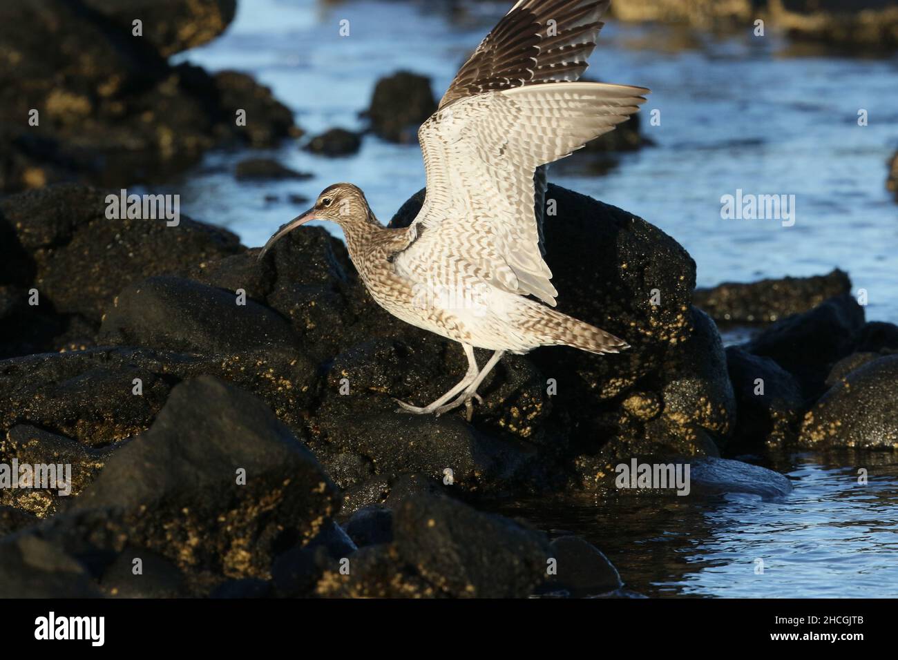 Whimbrel en una orilla rocosa donde alimentan la caza de crustáceos entre las rocas. Antes de la migración a sus criaderos de Tundra. Foto de stock