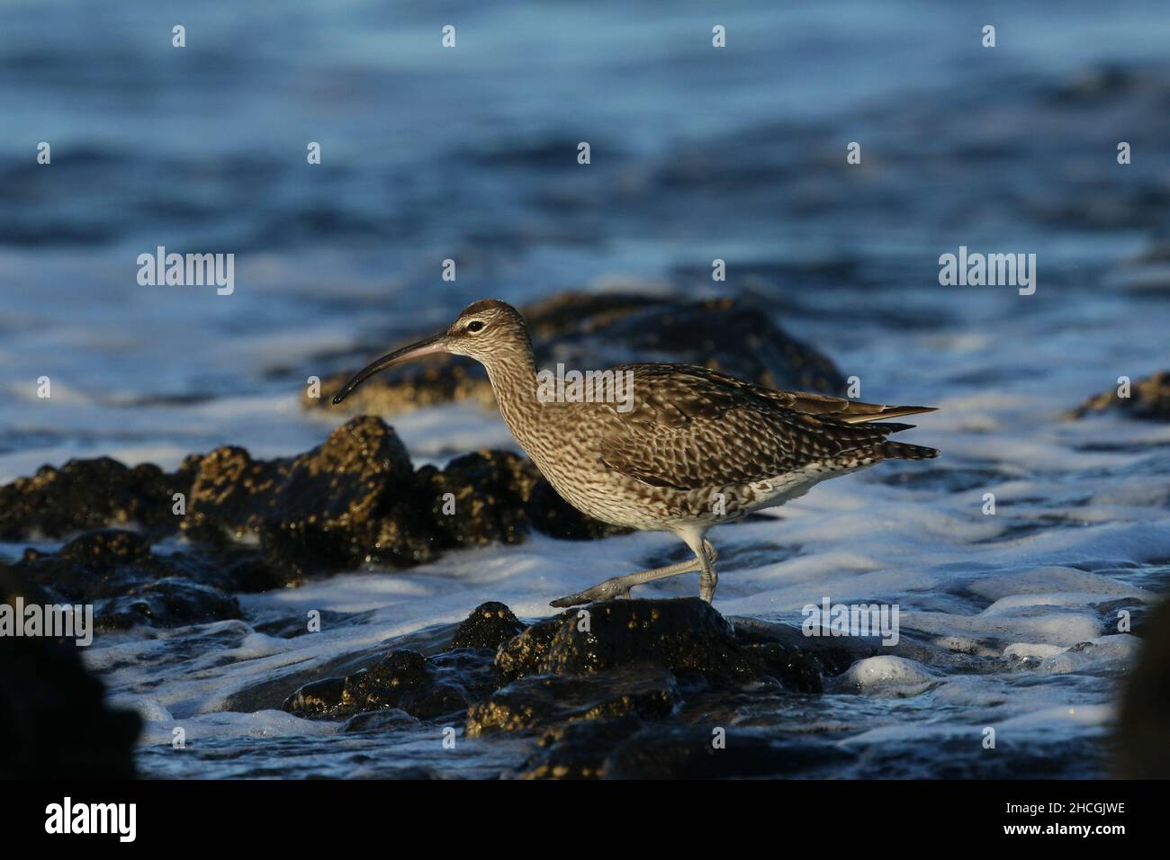 Whimbrel en una orilla rocosa donde alimentan la caza de crustáceos entre las rocas. Antes de la migración a sus criaderos de Tundra. Foto de stock