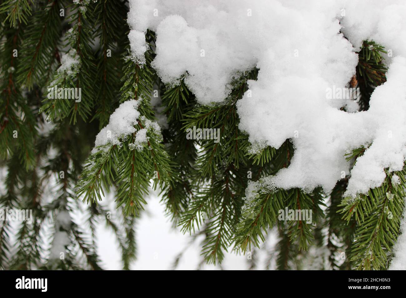 Cerca de la rama de abetos cubierta de nieve en el bosque de invierno. Fondo real de invierno y Navidad Foto de stock