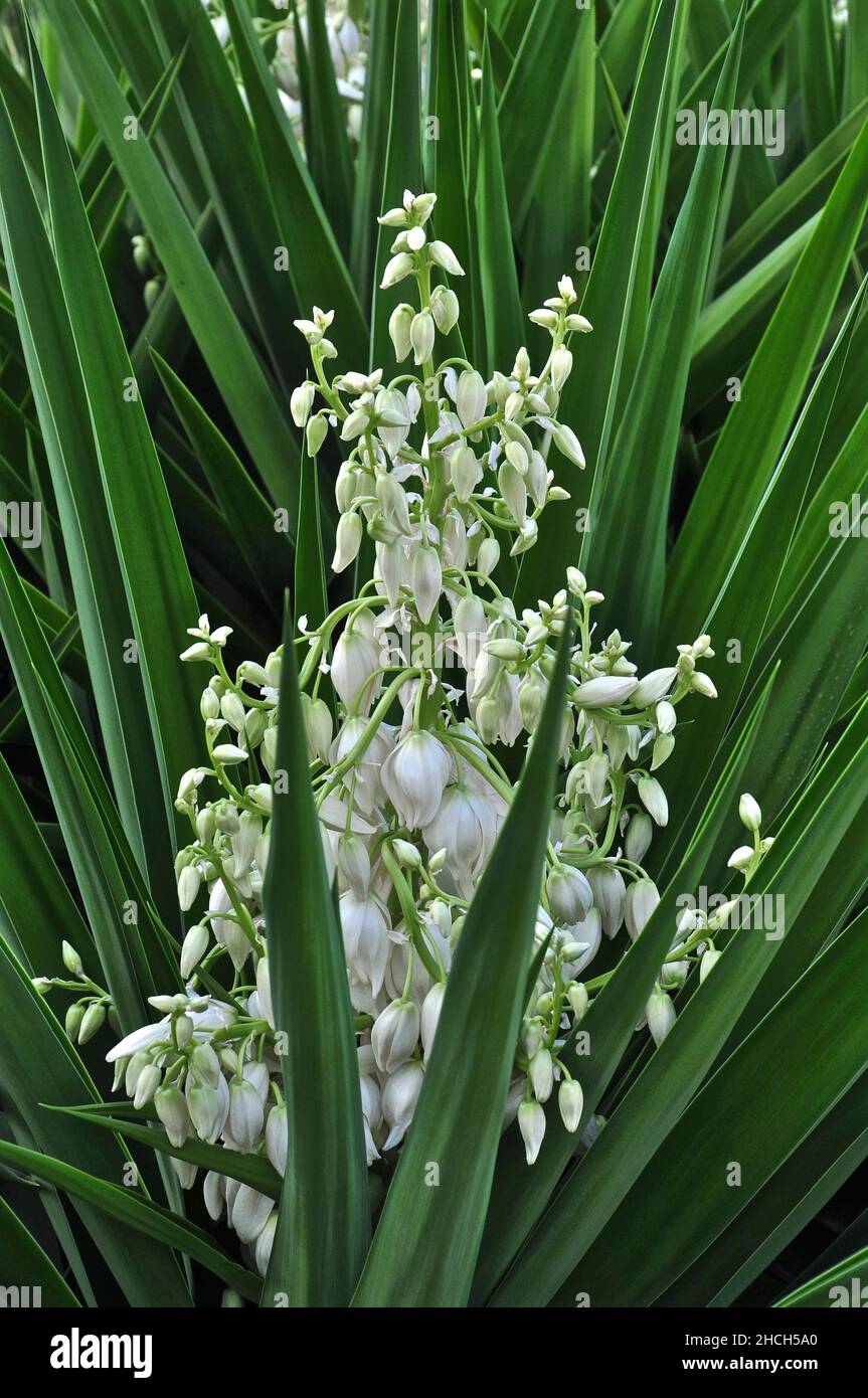 Flor blanca de una palma de yuca, flor de la palma de yuca Fotografía de  stock - Alamy