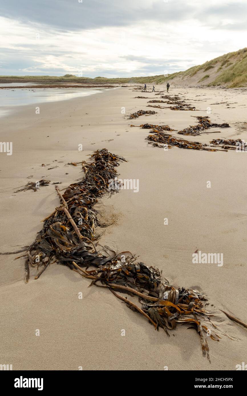 Kelp en una playa remota en Northumbria, Inglaterra, Reino Unido. Foto de stock
