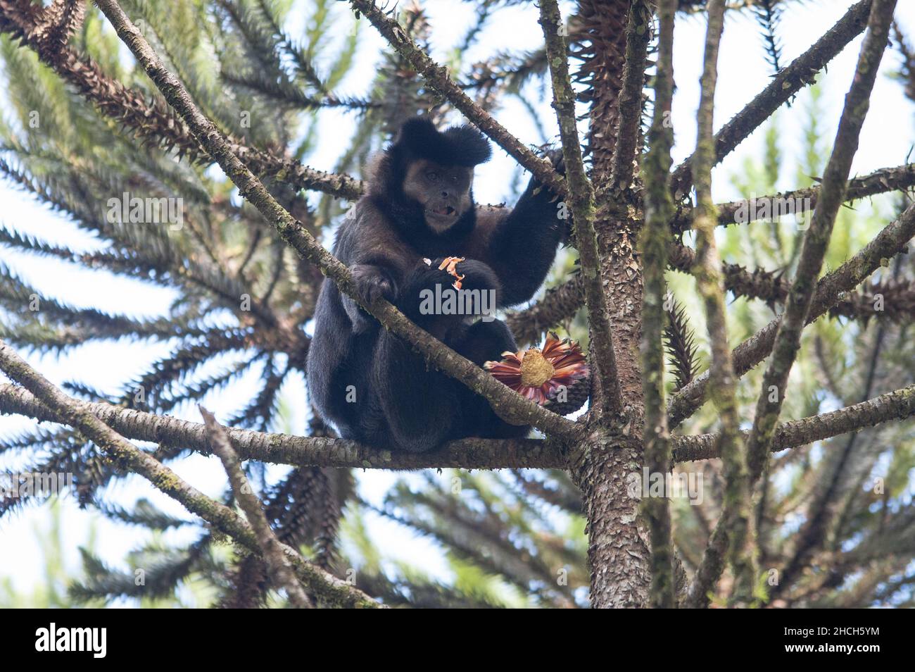 Black-capped capuchin comer Foto de stock